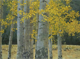 Aspen Grove by Tim Breaux - Canvas Giclee Limited Edition Signed & Numbered 50 - 36 x 48