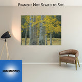 Aspen Grove by Tim Breaux - Canvas Giclee Limited Edition Artist Proof 30 - 18 x 24