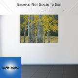 Aspen Grove by Tim Breaux - Canvas Giclee Limited Edition Artist Proof 20 - 30 x 40